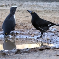 Strepera graculina (Pied Currawong) at Albury, NSW - 23 May 2021 by KylieWaldon