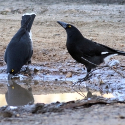 Strepera graculina (Pied Currawong) at Albury, NSW - 23 May 2021 by Kyliegw