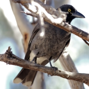 Strepera graculina at Albury, NSW - 23 May 2021 10:25 AM