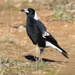 Gymnorhina tibicen (Australian Magpie) at Albury, NSW - 23 May 2021 by Kyliegw