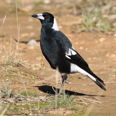 Gymnorhina tibicen (Australian Magpie) at Albury, NSW - 23 May 2021 by Kyliegw