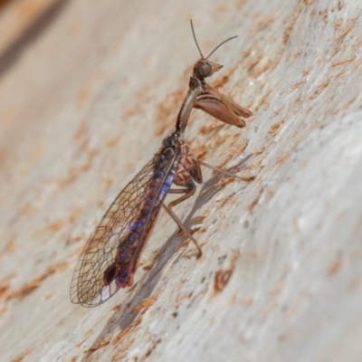 Mantispidae (family) (Unidentified mantisfly) at Symonston, ACT - 23 May 2021 by rawshorty