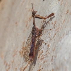 Mantispidae (family) at Symonston, ACT - 23 May 2021