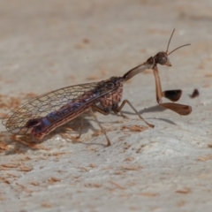 Mantispidae (family) at Symonston, ACT - 23 May 2021 12:02 PM