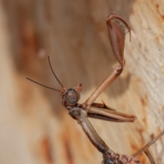 Mantispidae (family) at Symonston, ACT - 23 May 2021 12:02 PM