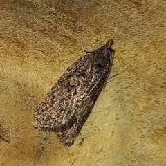 Tortricinae (subfamily) (A tortrix moth) at Holt, ACT - 10 May 2021 by Christine