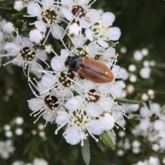 Castiarina subpura (A jewel beetle) at Block 402 - 13 Dec 2020 by Alice