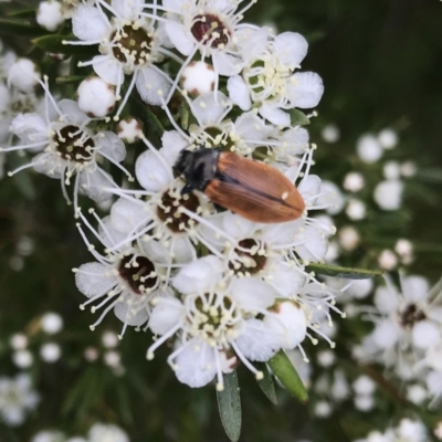 Castiarina subpura (A jewel beetle) at Block 402 - 13 Dec 2020 by Alice