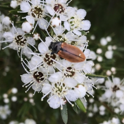 Castiarina subpura (A jewel beetle) at Denman Prospect, ACT - 13 Dec 2020 by Alice