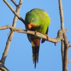 Lathamus discolor (Swift Parrot) at Callum Brae - 29 Apr 2021 by Christine