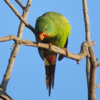 Lathamus discolor (Swift Parrot) at Callum Brae - 29 Apr 2021 by Christine