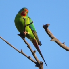 Lathamus discolor at Symonston, ACT - suppressed