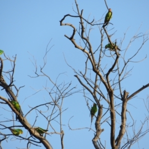 Lathamus discolor at Symonston, ACT - suppressed