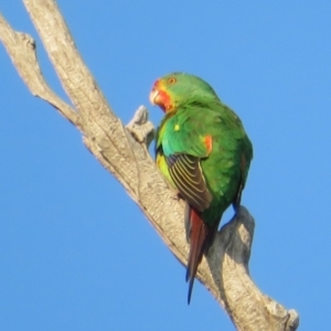 Lathamus discolor at Symonston, ACT - suppressed