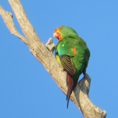 Lathamus discolor at Symonston, ACT - 30 Apr 2021