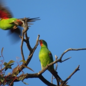 Lathamus discolor at Symonston, ACT - suppressed