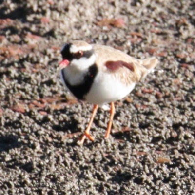 Charadrius melanops (Black-fronted Dotterel) at Albury - 23 May 2021 by PaulF