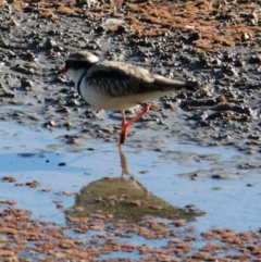 Charadrius melanops at Splitters Creek, NSW - 23 May 2021