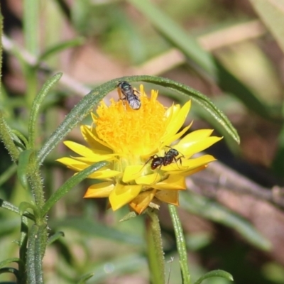 Apiformes (informal group) (Unidentified bee) at Albury, NSW - 23 May 2021 by KylieWaldon