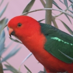 Alisterus scapularis (Australian King-Parrot) at Ainslie, ACT - 22 May 2021 by jb2602