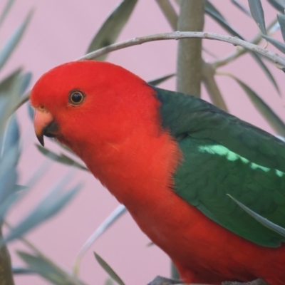 Alisterus scapularis (Australian King-Parrot) at Ainslie, ACT - 22 May 2021 by jb2602