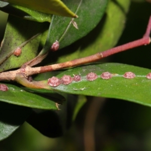 Ceroplastes rubens at Acton, ACT - 23 May 2021