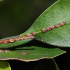 Ceroplastes rubens at Acton, ACT - 23 May 2021