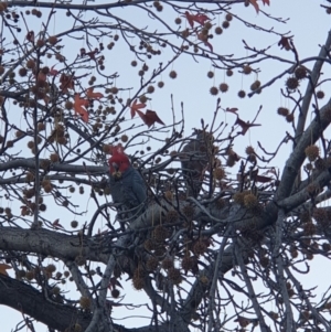 Callocephalon fimbriatum at Albury, NSW - 21 May 2021