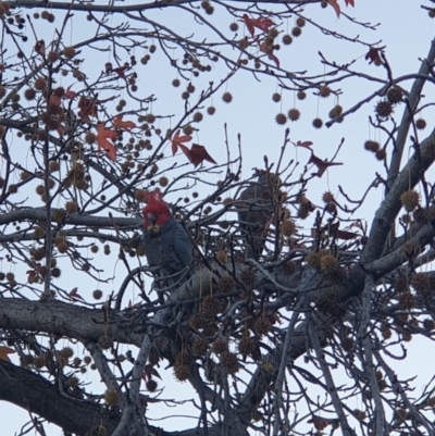 Callocephalon fimbriatum (Gang-gang Cockatoo) at Albury - 21 May 2021 by ClaireSee