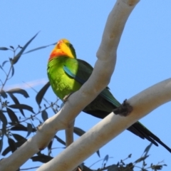 Polytelis swainsonii (Superb Parrot) at Lions Youth Haven - Westwood Farm A.C.T. - 22 May 2021 by HelenCross