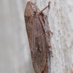 Cicadellidae (family) (Unidentified leafhopper) at Acton, ACT - 18 May 2021 by TimL