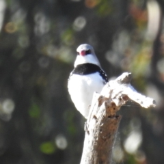 Stagonopleura guttata (Diamond Firetail) at Lions Youth Haven - Westwood Farm A.C.T. - 23 May 2021 by HelenCross