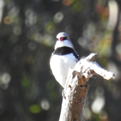 Stagonopleura guttata (Diamond Firetail) at Lions Youth Haven - Westwood Farm - 23 May 2021 by HelenCross