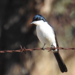 Myiagra inquieta (Restless Flycatcher) at McQuoids Hill - 23 May 2021 by HelenCross