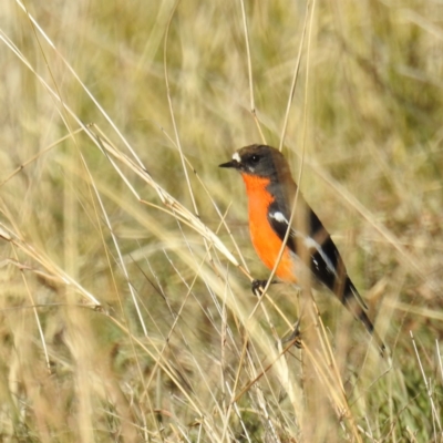 Petroica phoenicea (Flame Robin) at Cooleman Ridge - 23 May 2021 by HelenCross