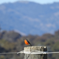 Petroica phoenicea at Kambah, ACT - 23 May 2021 11:21 AM