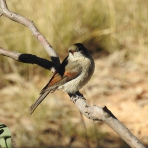 Pachycephala pectoralis at Kambah, ACT - 23 May 2021