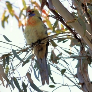 Platycercus elegans flaveolus at West Albury, NSW - 23 May 2021