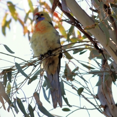 Platycercus elegans flaveolus (Yellow Rosella) at West Albury, NSW - 23 May 2021 by Kyliegw