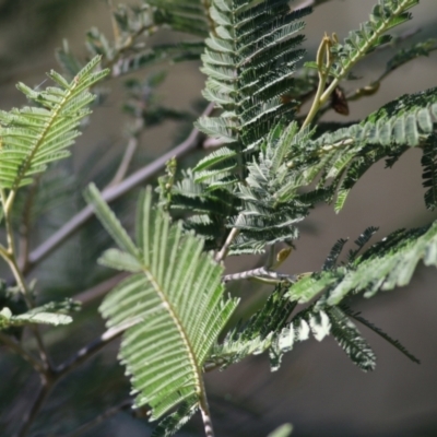 Acacia dealbata subsp. dealbata (Silver Wattle) at Albury, NSW - 23 May 2021 by Kyliegw