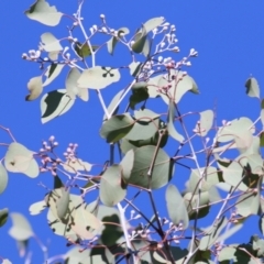 Eucalyptus polyanthemos (Red Box) at Albury, NSW - 23 May 2021 by Kyliegw