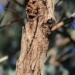 Eucalyptus polyanthemos at Albury, NSW - 23 May 2021