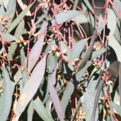 Eucalyptus blakelyi (Blakely's Red Gum) at Albury, NSW - 23 May 2021 by KylieWaldon