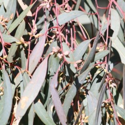 Eucalyptus blakelyi (Blakely's Red Gum) at Albury - 23 May 2021 by Kyliegw