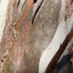 Eucalyptus blakelyi at Albury, NSW - 23 May 2021