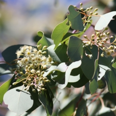 Eucalyptus polyanthemos (Red Box) at West Albury, NSW - 23 May 2021 by Kyliegw