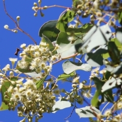 Eucalyptus polyanthemos at Albury - 23 May 2021
