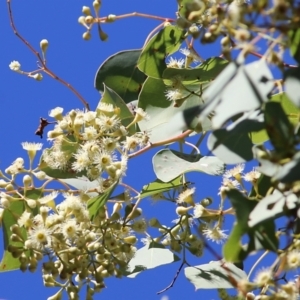 Eucalyptus polyanthemos at Albury - 23 May 2021 11:14 AM