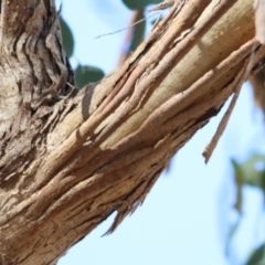 Eucalyptus polyanthemos at Albury - 23 May 2021 11:14 AM