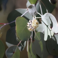 Eucalyptus polyanthemos (Red Box) at Albury - 23 May 2021 by Kyliegw